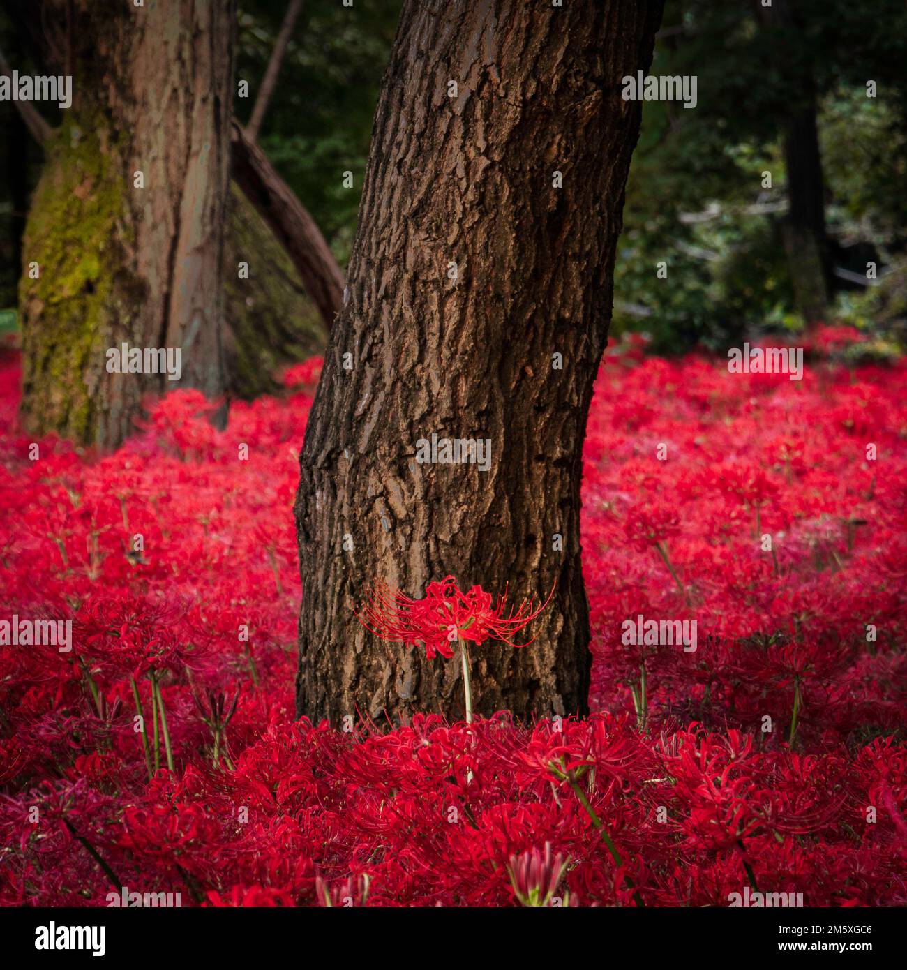 C'est le dernier cliché d'une série en quatre parties de nénuphars rouges exposés au parc Kinchakuda Manjushage, dans la petite ville de Hidaka, à Saita Banque D'Images