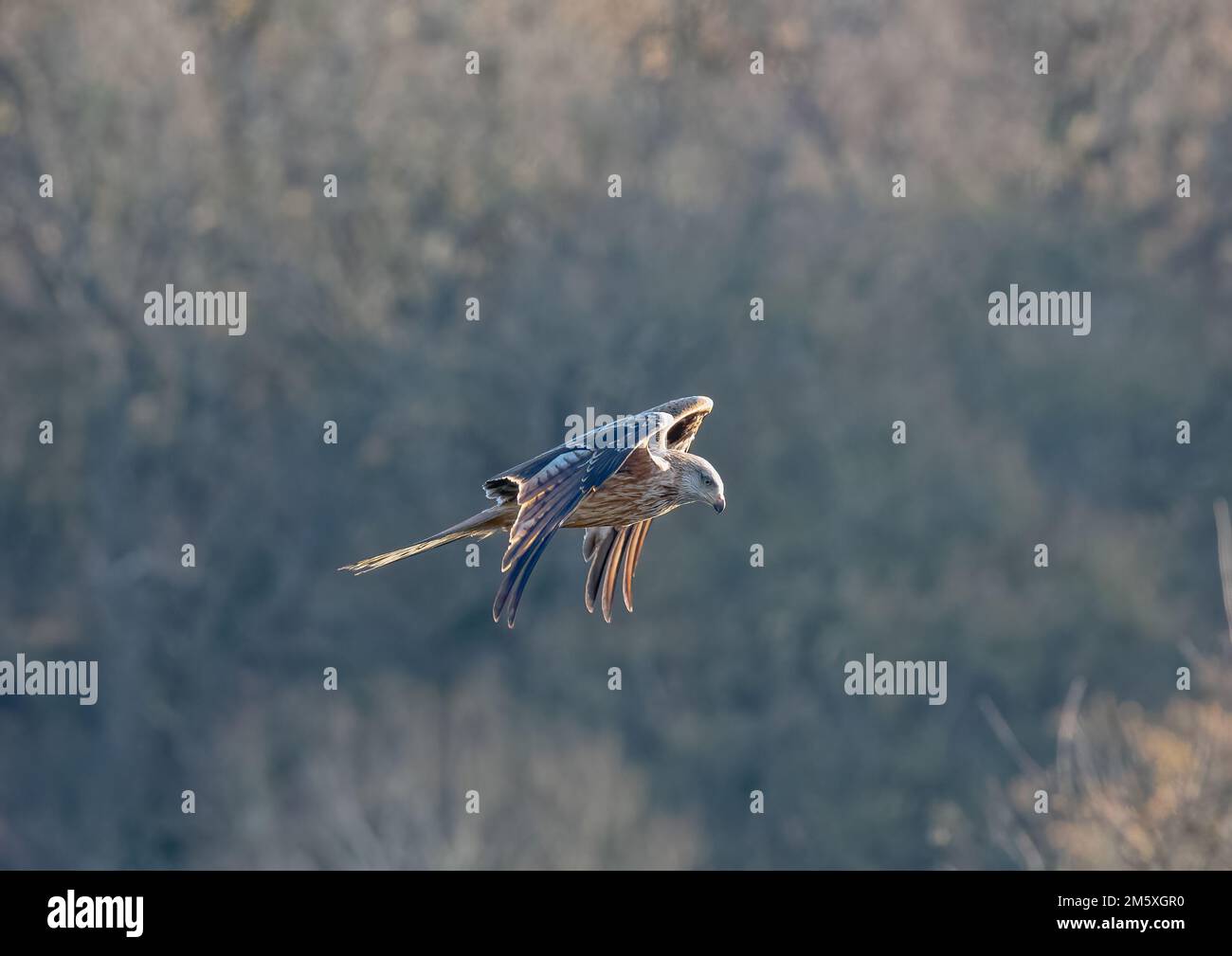 Gros plan d'un cerf-volant rouge (Milvus milvus) volant sur un fond de bois. Ramené du bord de l'extinction au Royaume-Uni . Suffolk Banque D'Images