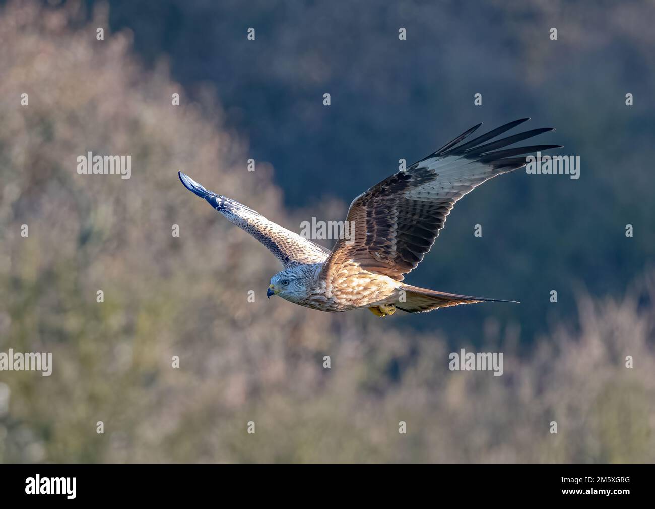 Gros plan d'un cerf-volant rouge (Milvus milvus) volant sur un fond de bois. Ramené du bord de l'extinction au Royaume-Uni . Suffolk Banque D'Images