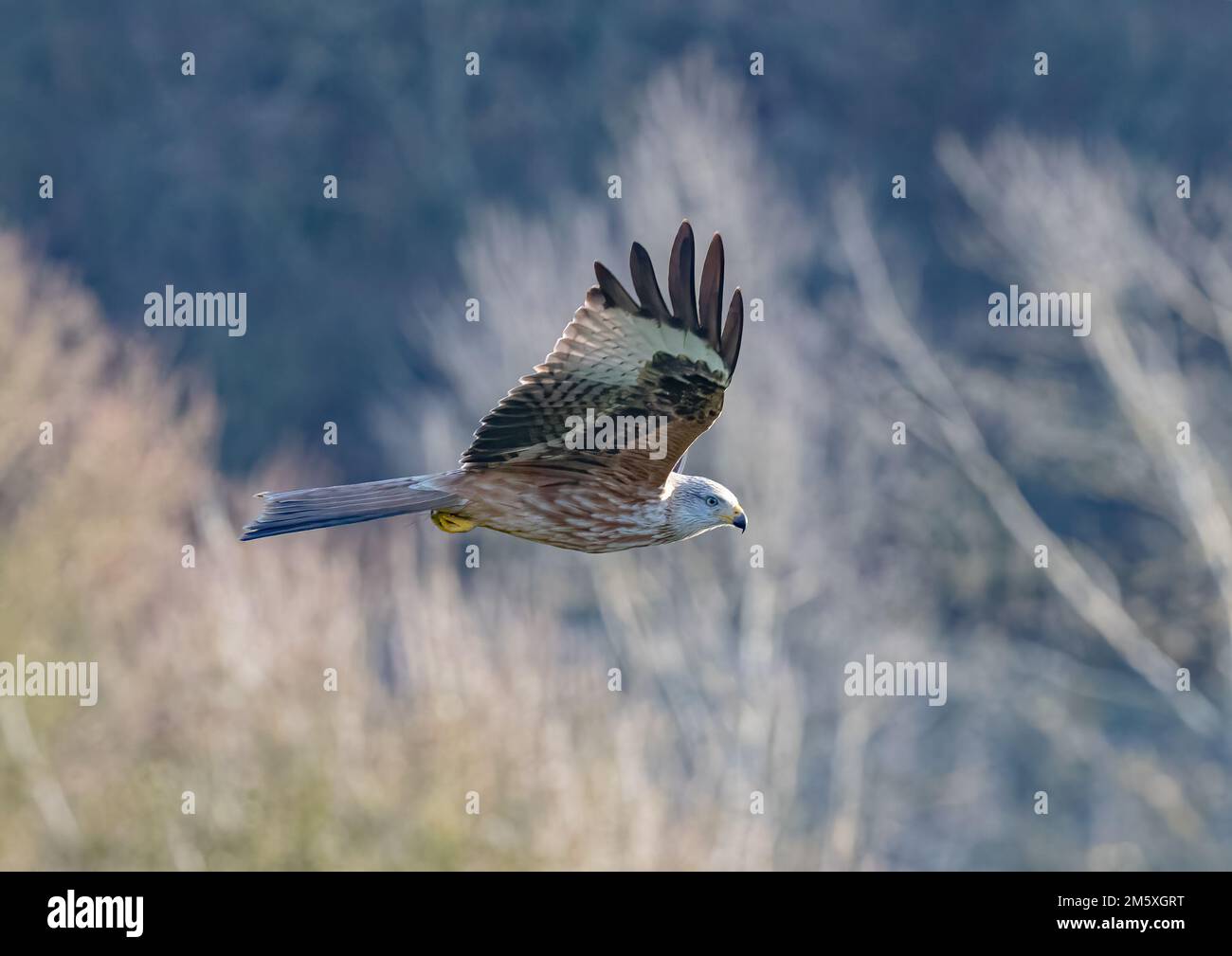 Gros plan d'un cerf-volant rouge (Milvus milvus) volant sur un fond de bois. Ramené du bord de l'extinction au Royaume-Uni . Suffolk Banque D'Images
