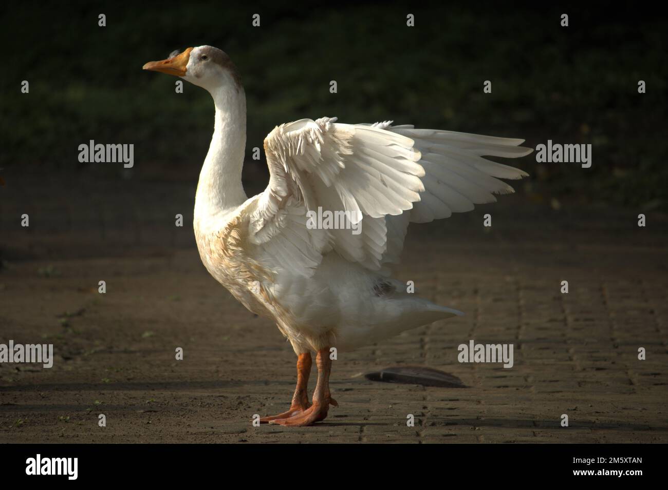 swan se prépare à plonger. Banque D'Images