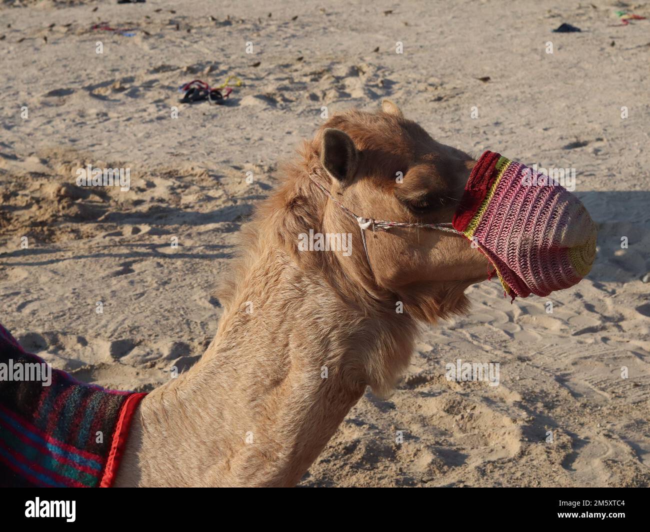 Chameau reposant sur le sable , Doha Qatar Banque D'Images
