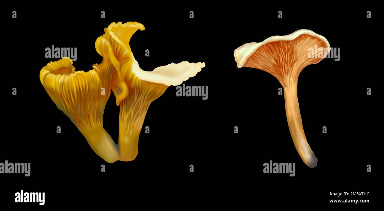 Définir la chanterelle aux champignons aquarelle. Chanterelle dorée