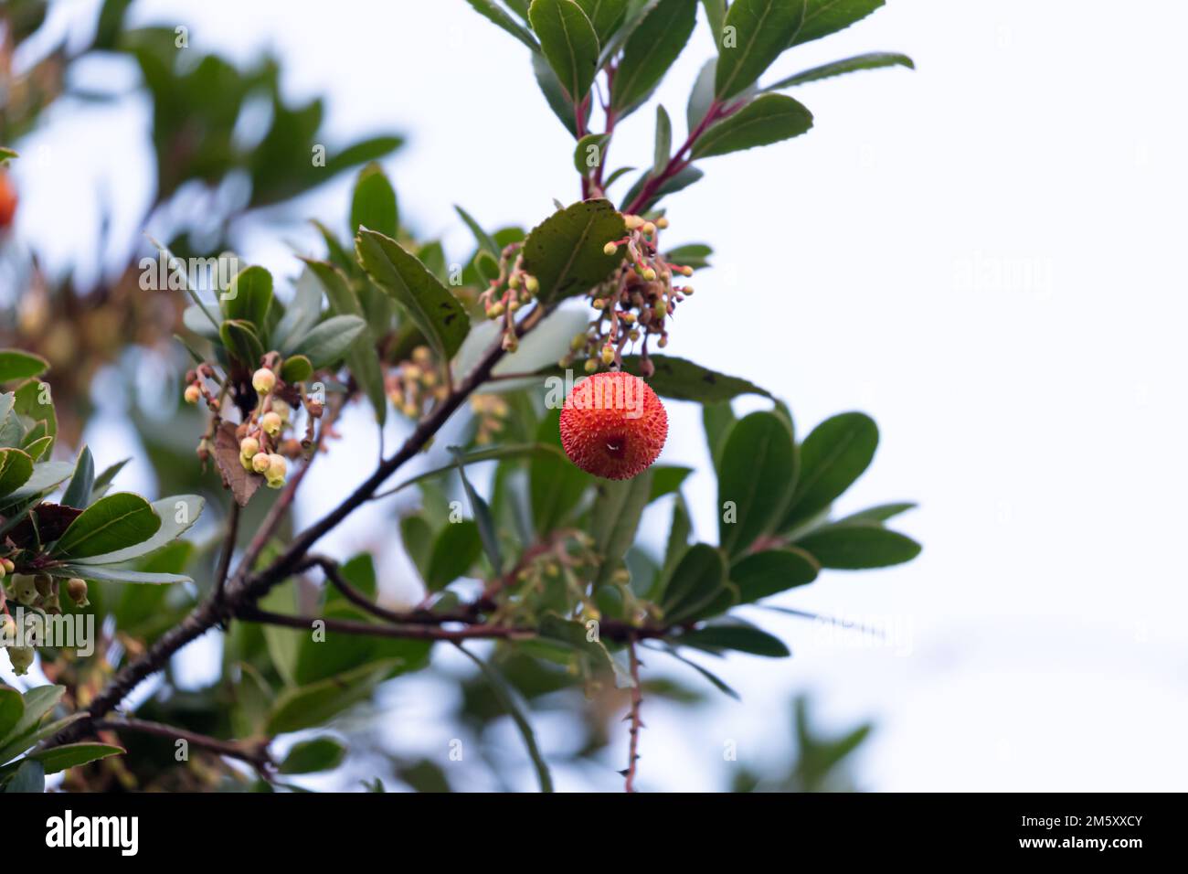 Fruit d'Arbutus unedo dans l'arbre à la fin de l'automne Banque D'Images Fruit d'Arbutus unedo dans l'arbre à la fin de l'automne Banque D'Images