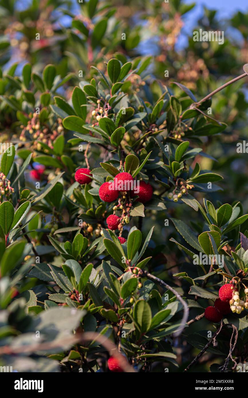 Fruit d'Arbutus unedo dans l'arbre à la fin de l'automne Banque D'Images Fruit d'Arbutus unedo dans l'arbre à la fin de l'automne Banque D'Images