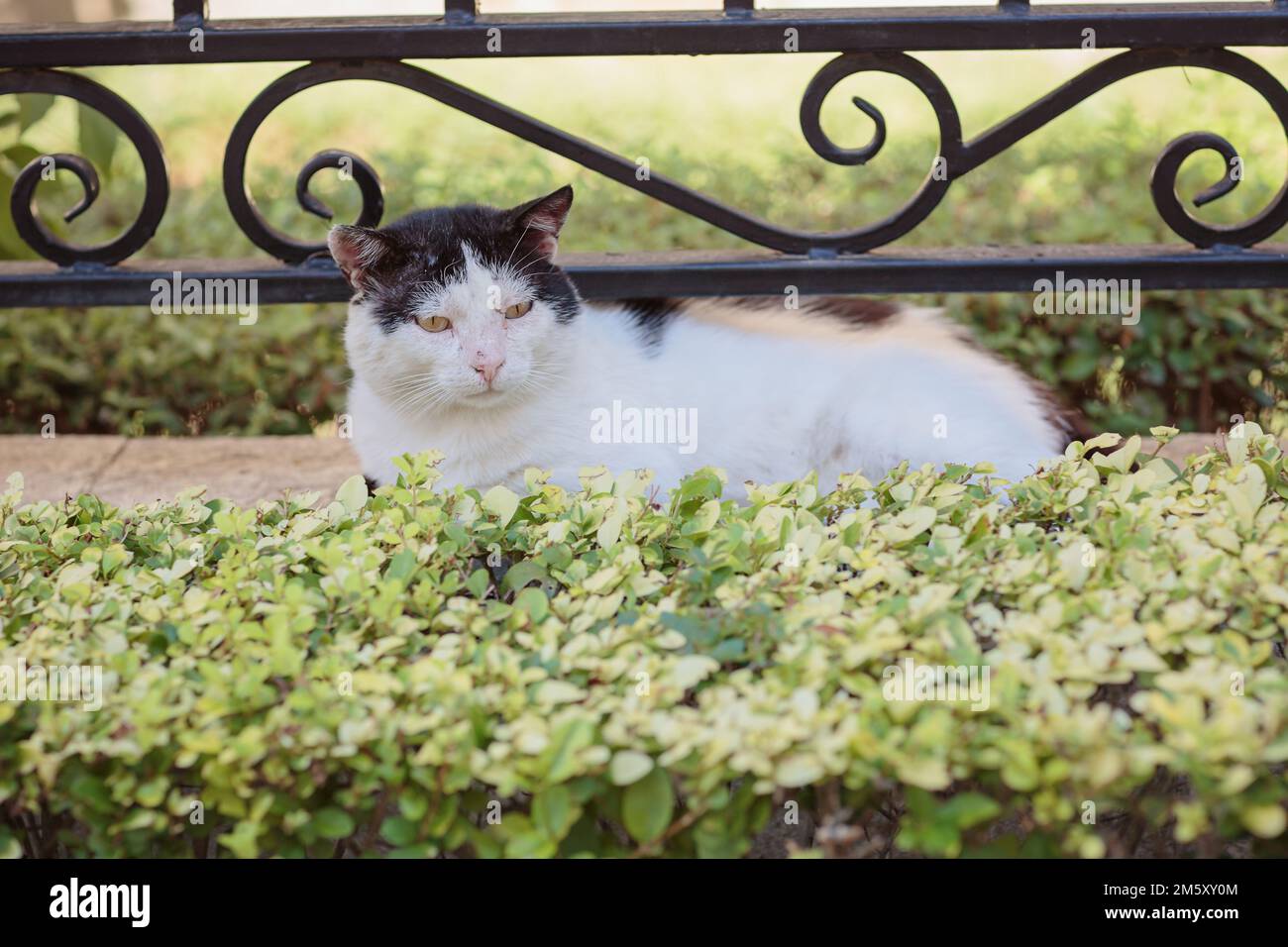 Portrait des sans-abri noir et blanc tabby chat Banque D'Images