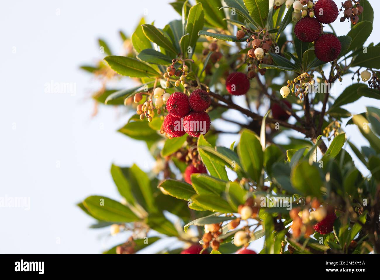 Fruit d'Arbutus unedo dans l'arbre à la fin de l'automne Banque D'Images Fruit d'Arbutus unedo dans l'arbre à la fin de l'automne Banque D'Images