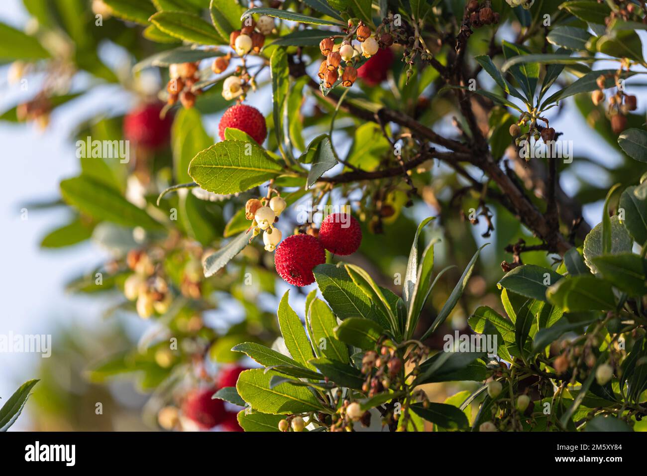 Fruit d'Arbutus unedo dans l'arbre à la fin de l'automne Banque D'Images