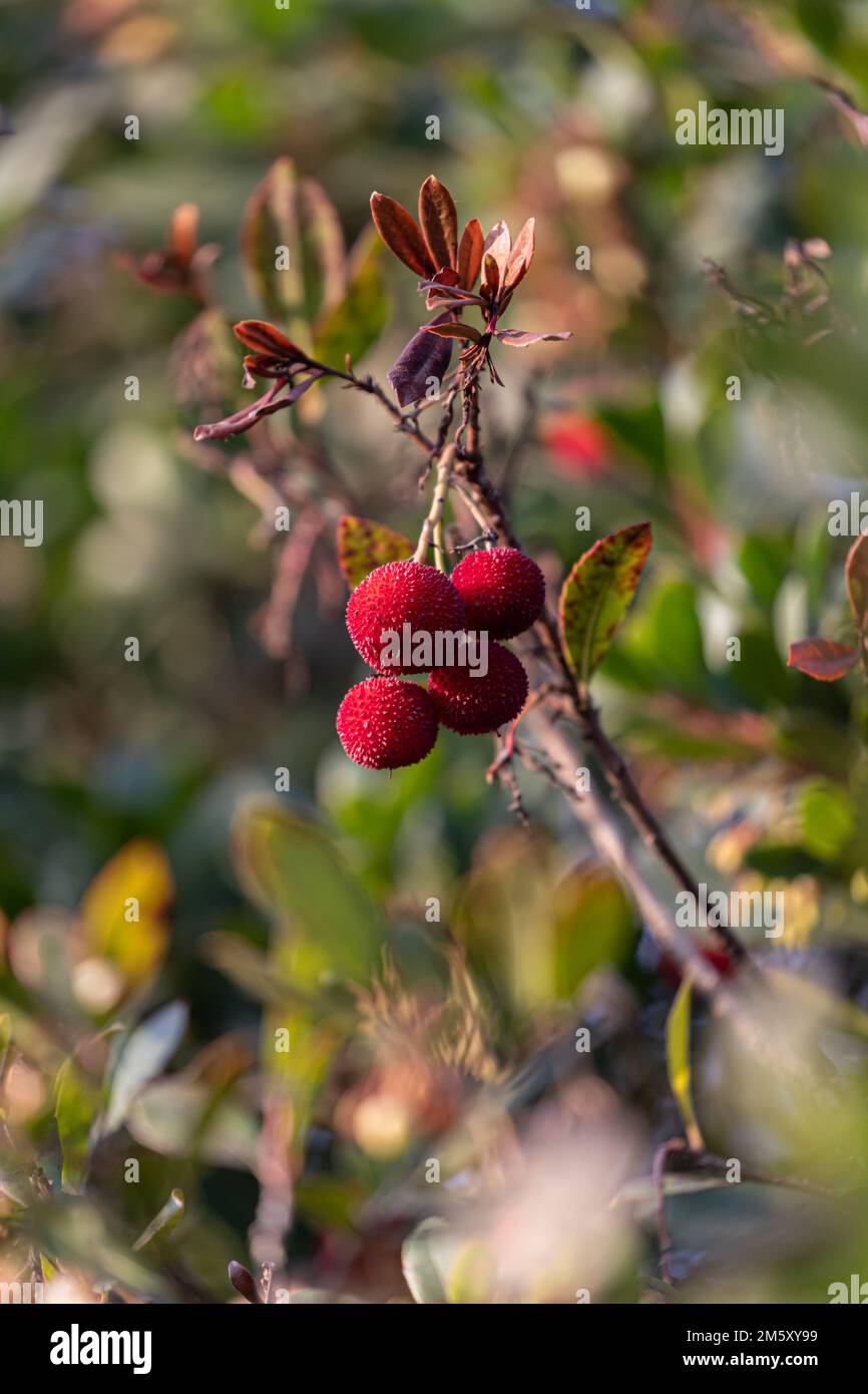 Fruit d'Arbutus unedo dans l'arbre à la fin de l'automne Banque D'Images