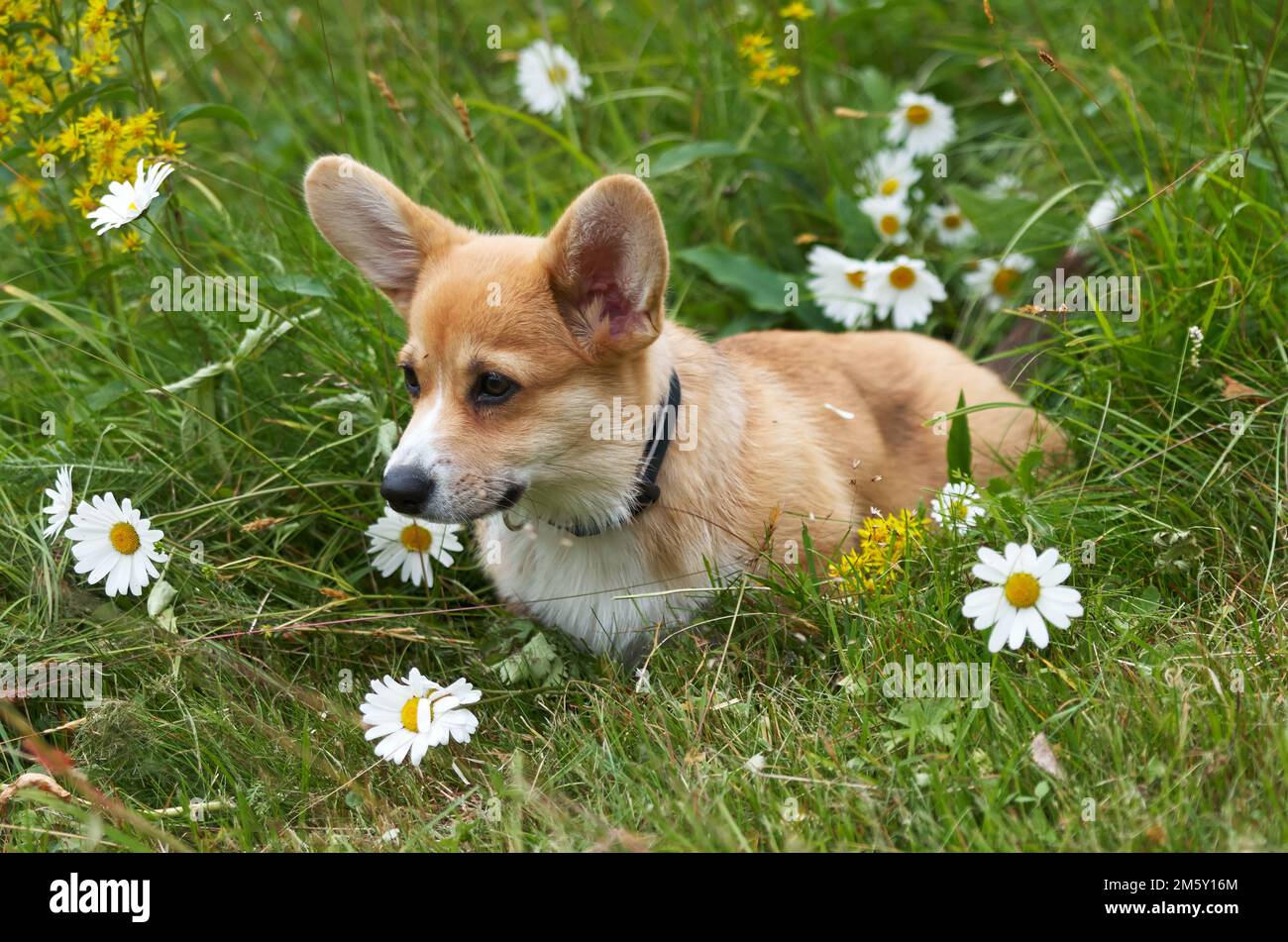 Corgi gallois pembroke dans la prairie de fleurs Banque D'Images