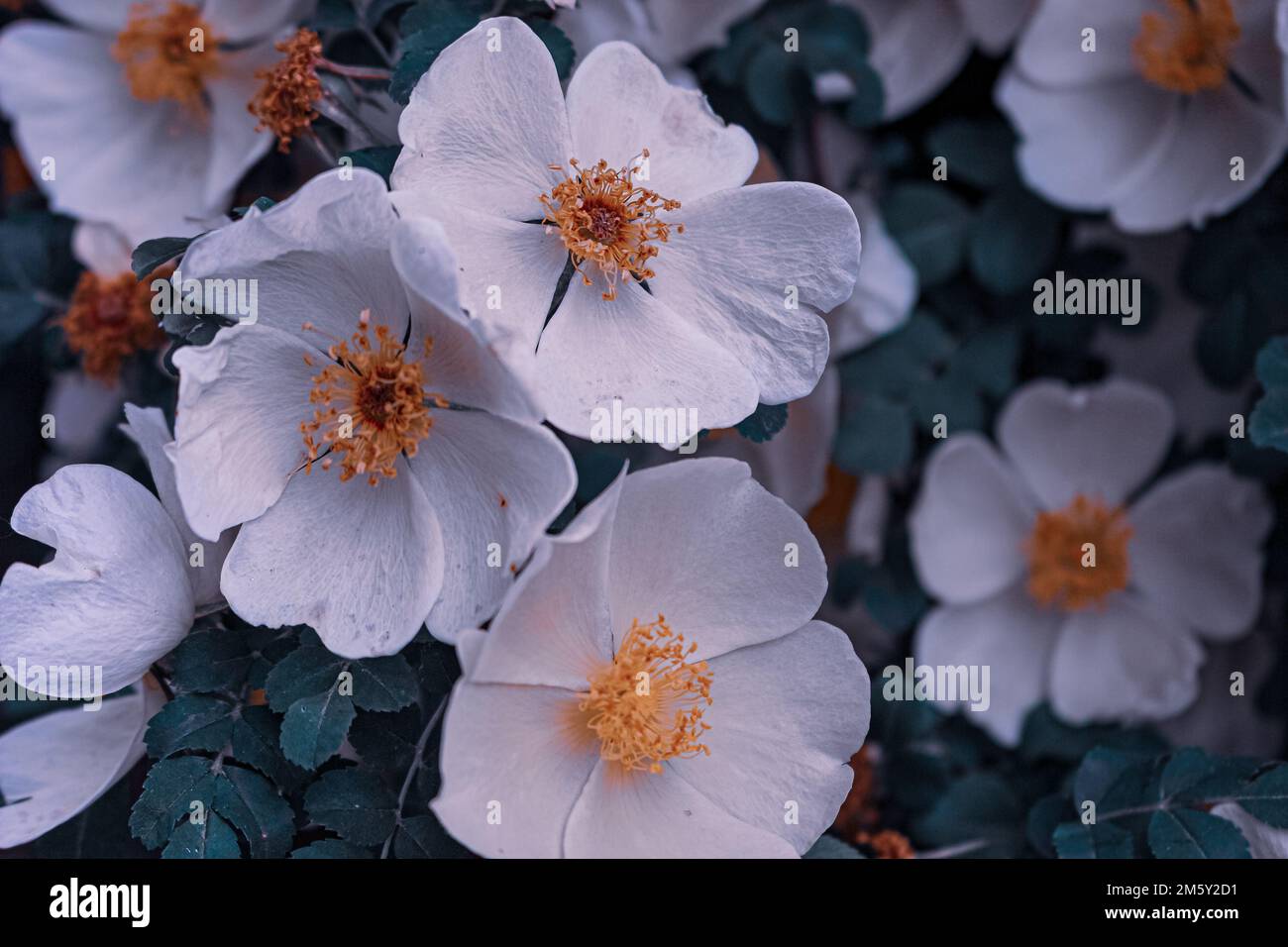 Rosa xanthina en fleur, photo à l'arboretum. Banque D'Images