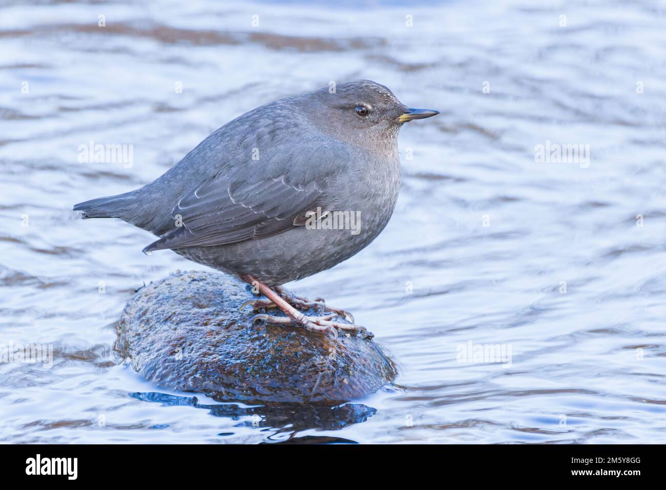 Un balancier américain se dresse sur un rocher dans la rivière cache la poudre, Colorado Banque D'Images