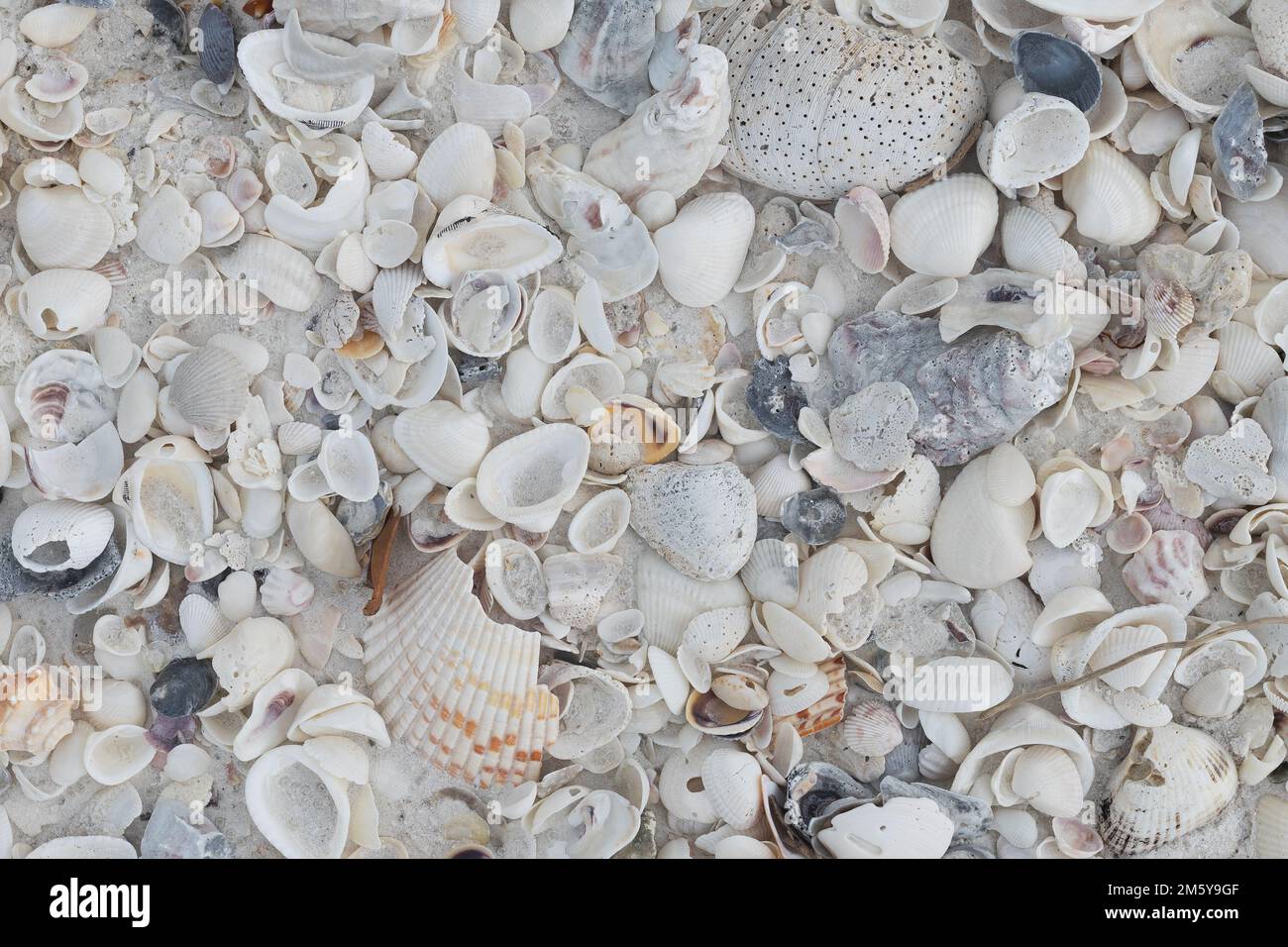 Gros plan d'une pile de différents types de coquillages sur une plage de Keewaydin Island en Floride. Banque D'Images