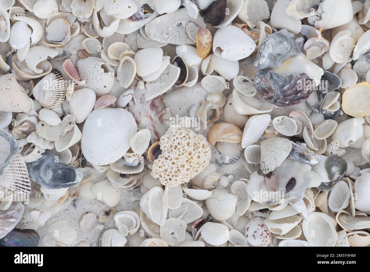 Gros plan d'une pile de différents types de coquillages sur une plage de Keewaydin Island en Floride. Banque D'Images