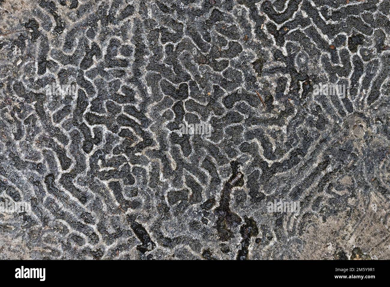 Gros plan de corail fossilisé dans les Florida Keys. Banque D'Images