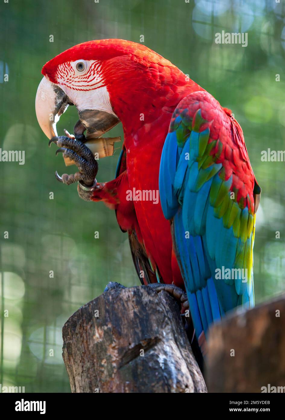 un-macaw-rouge-et-vert-ara-chloropterus-assis-sur-une-branche-d-arbre
