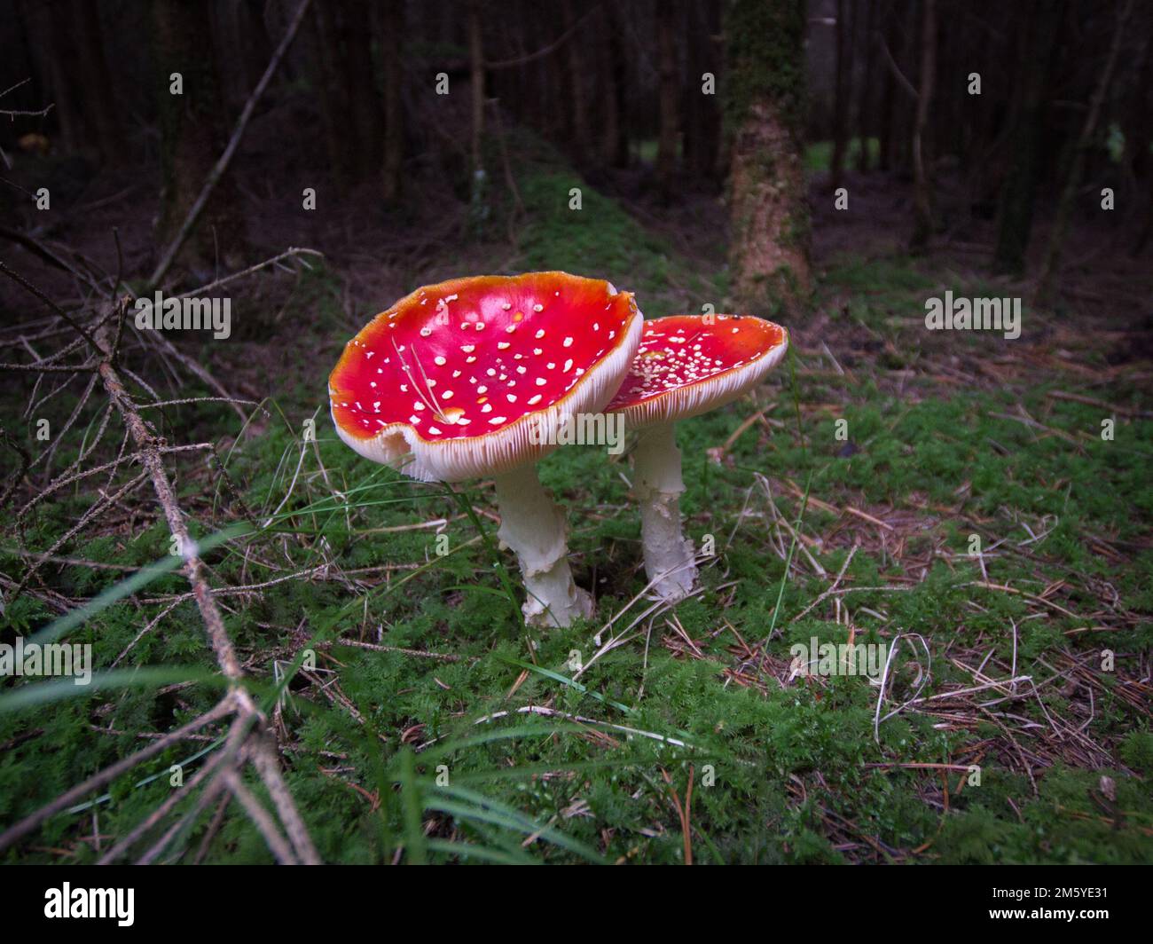 Un cliché horizontal de deux champignons rouges avec des taches blanches sur eux et des pattes blanches dans un champ vert Banque D'Images