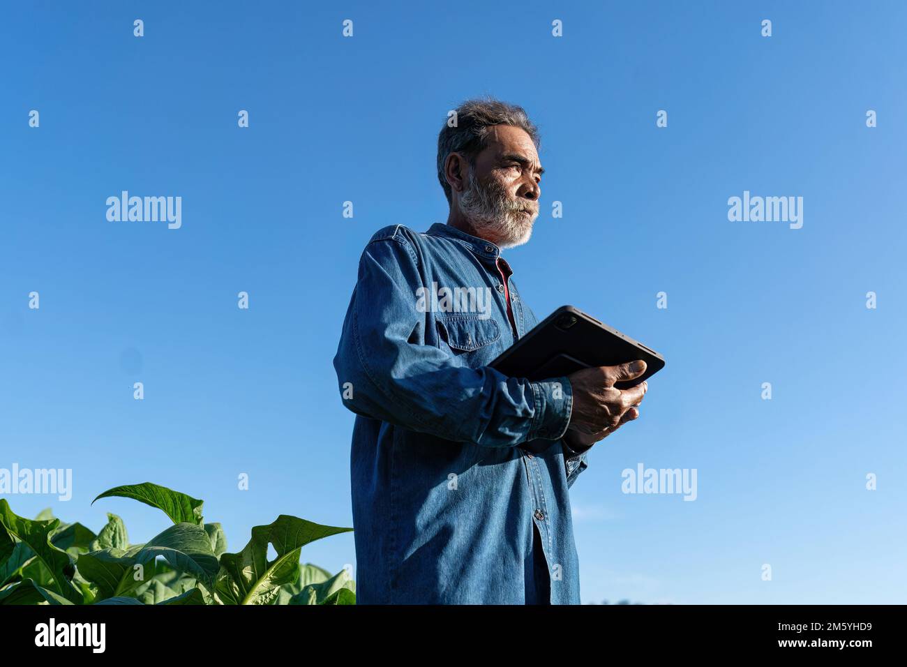 Les plantations de fermiers vérifient la croissance de la feuille de tabac prendre note de la tablette le matin du soleil dans le jardin Banque D'Images