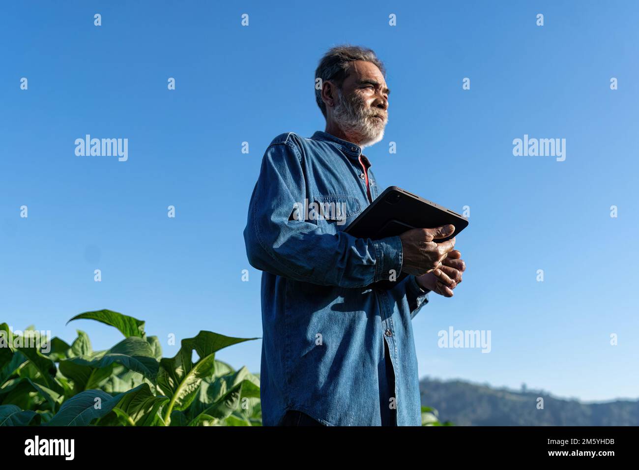 Les plantations de fermiers vérifient la croissance de la feuille de tabac prendre note de la tablette le matin du soleil dans le jardin Banque D'Images