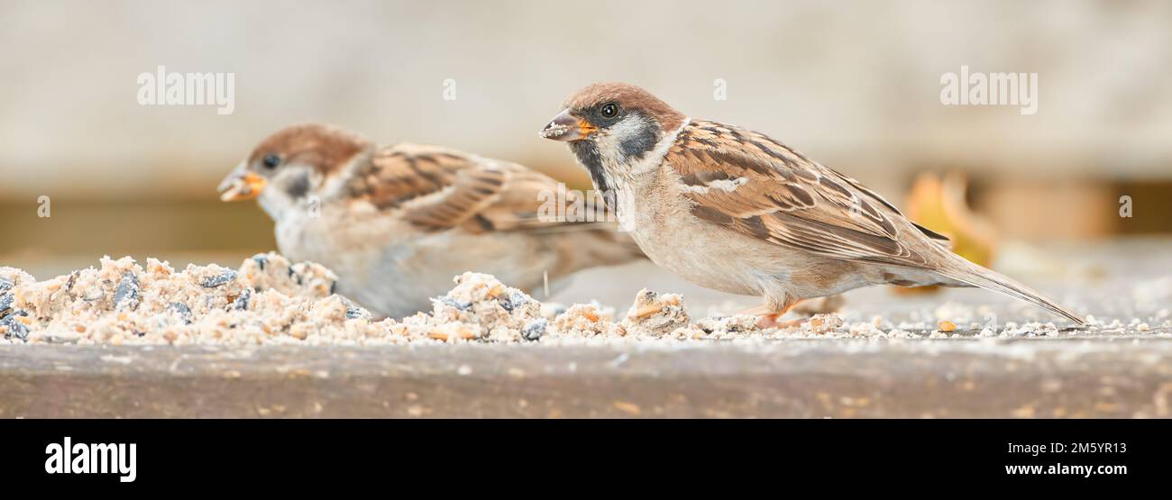 Bruant. Les moineaux sont une famille de petits oiseaux de passereau, les Passeridae. Ils sont également connus sous le nom de vrais sparrows, ou Old World sparrows, noms également utilisés pour Banque D'Images