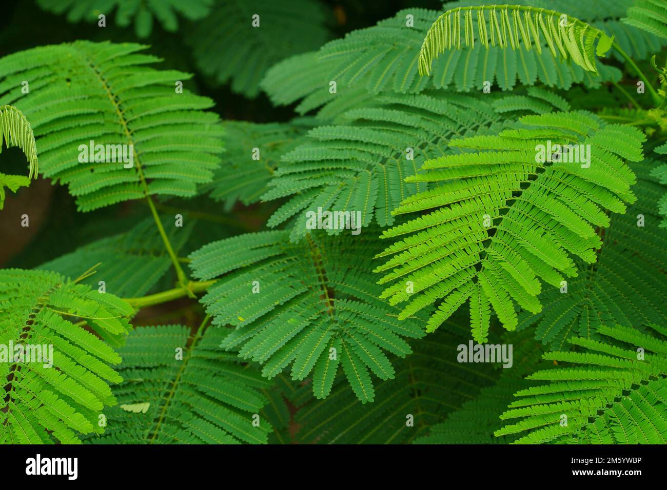 Acacia pennata plantes aromatiques sur feuilles vertes Banque D'Images