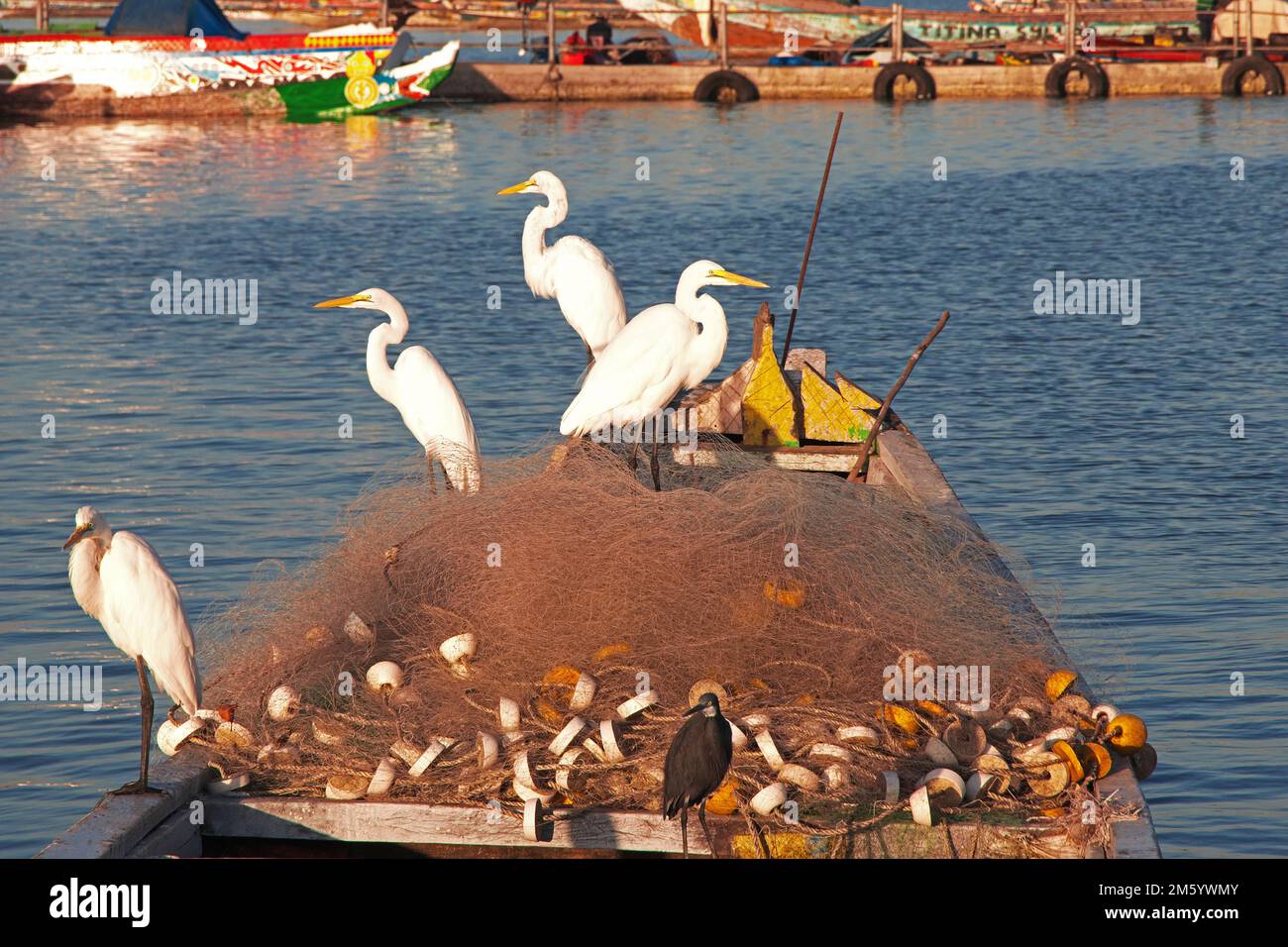 Oiseau dans le port de Tiver de Ziguinchor, sud du Sénégal, Afrique de l'Ouest Banque D'Images