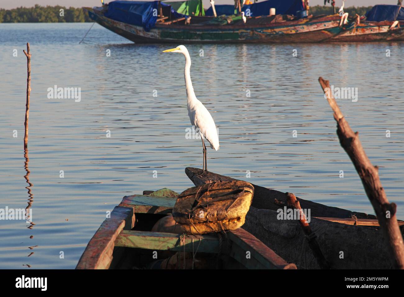 Oiseau dans le port de Tiver de Ziguinchor, sud du Sénégal, Afrique de l'Ouest Banque D'Images