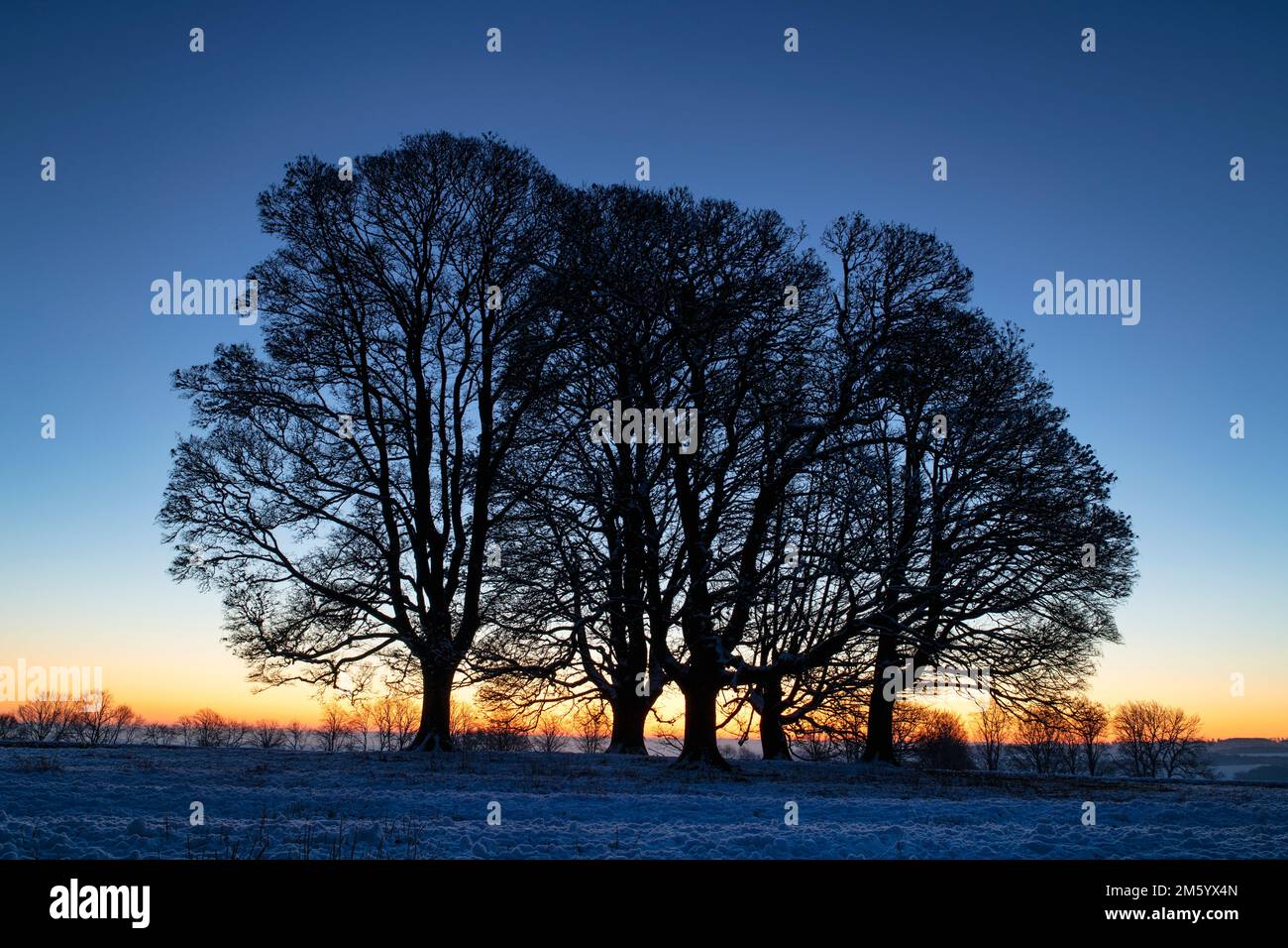 Silhouette d'arbres dans la neige contre un ciel clair à l'aube dans la campagne des cotswolds. Cotswolds, Gloucestershire, Angleterre Banque D'Images