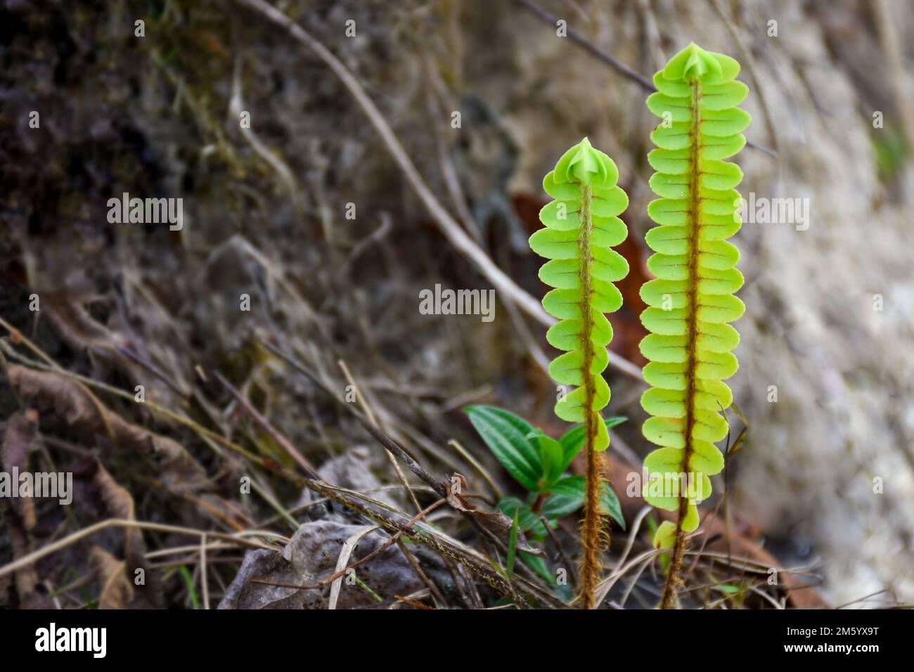 Nephrolepis exaltata, la fougères d'épée est admirée pour pouvoir survivre avec des niveaux assez bas d'eau, communément connu sous le nom de fougères plates. Banque D'Images