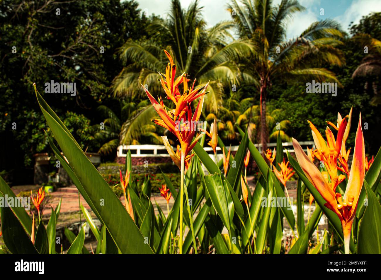 Un sélectif de fausses fleurs d'oiseau de paradis dans un jardin Banque D'Images