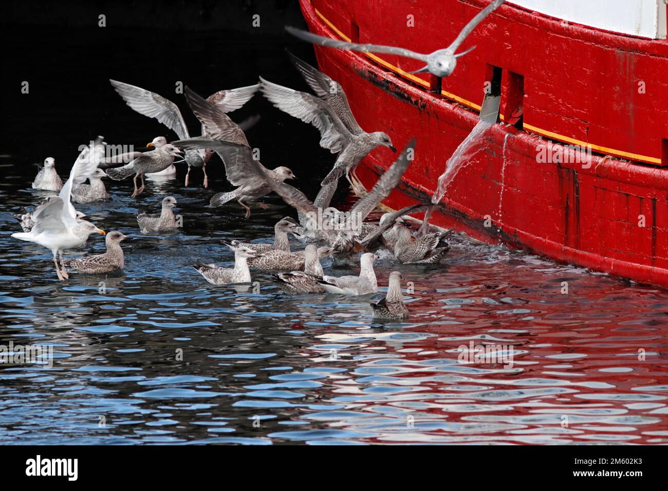 LES GOÉLANDS ARGENTÉS sont attirés par le délavage de la terrasse d'un bateau de pêche, au Royaume-Uni. Banque D'Images
