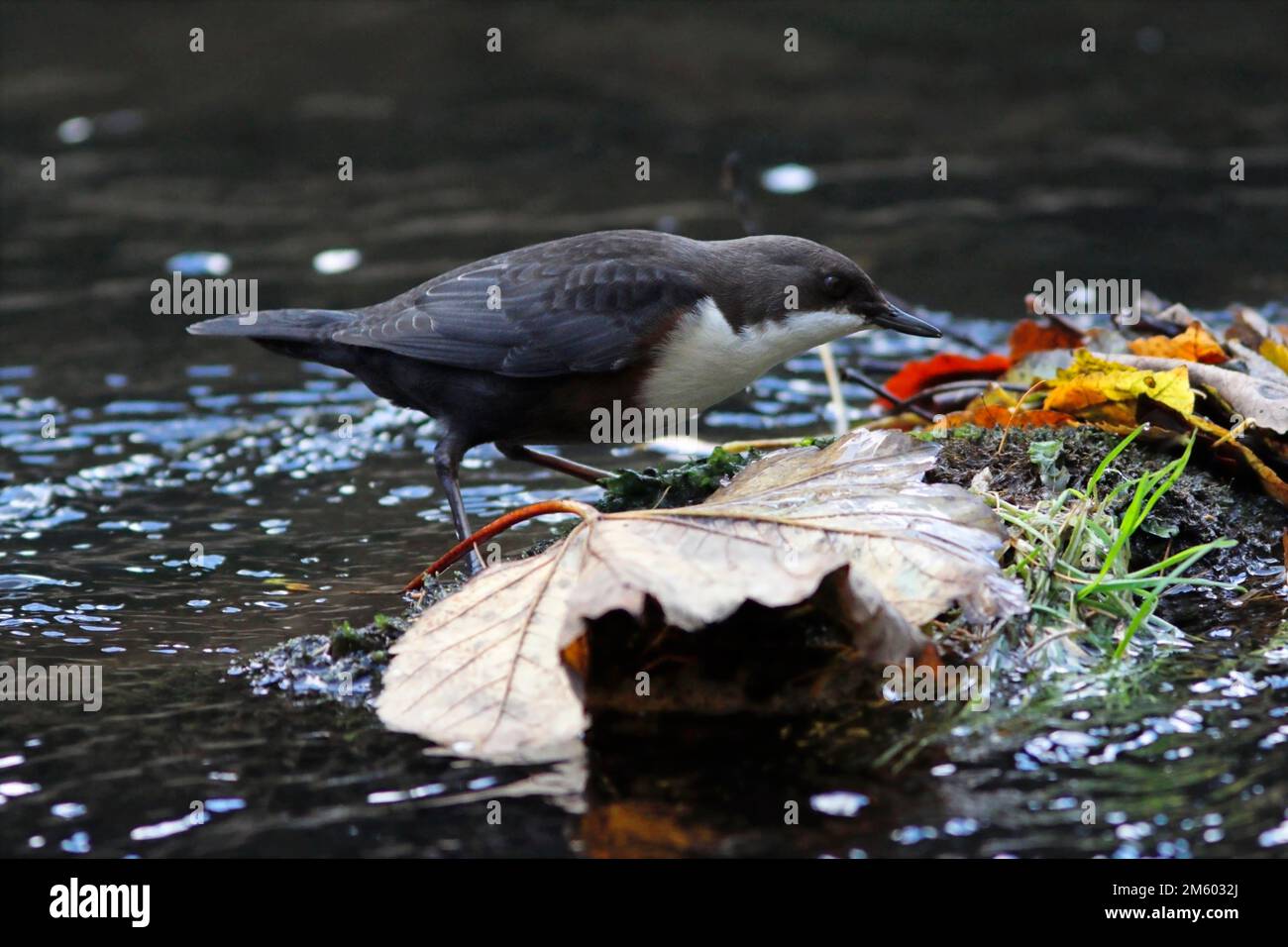 BALANCIER (Cinclus cinclus) à la recherche de proies parmi les feuilles mortes, Royaume-Uni. Banque D'Images