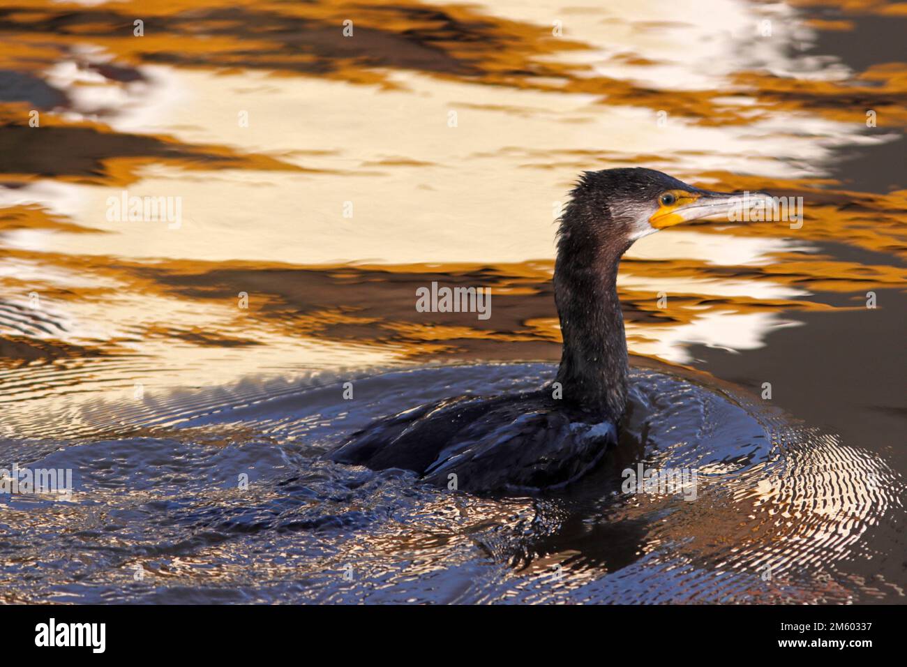 CORMORANT natation, Royaume-Uni. Banque D'Images