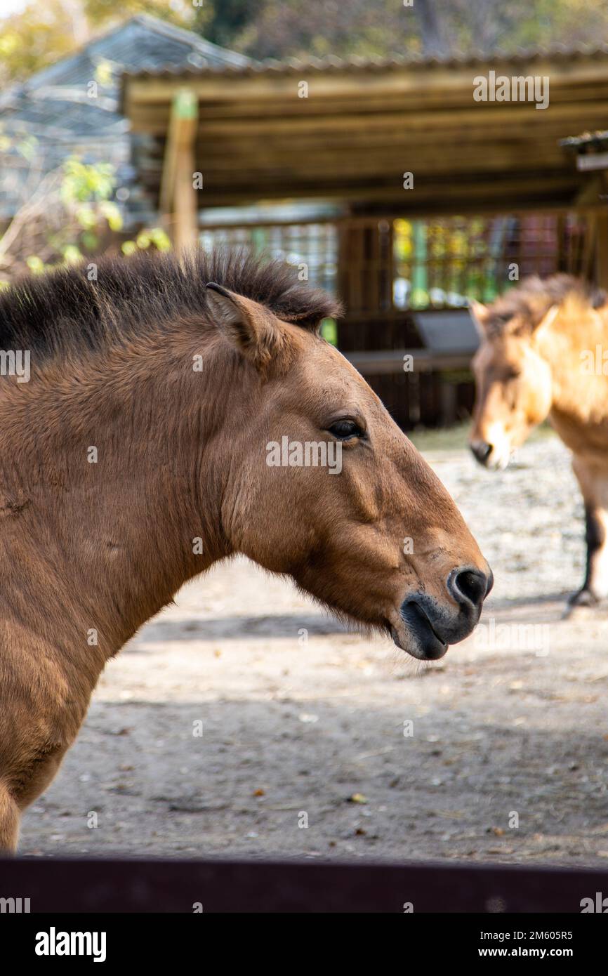 Le cheval de Przewalski. Portrait de chevaux bruns. Visage animal dans le profil. Banque D'Images