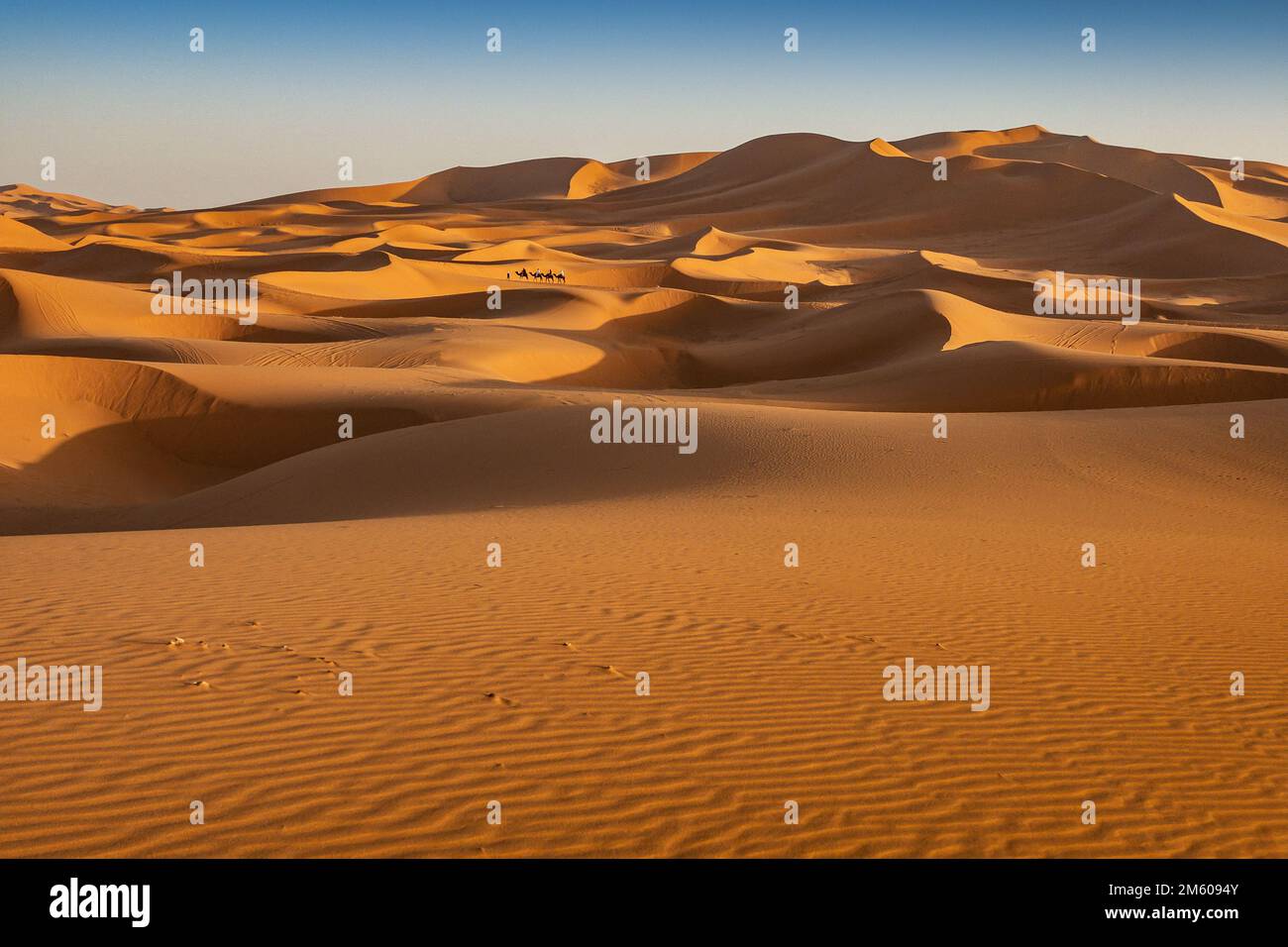 Des chameaux dans le désert du Sahara Banque D'Images