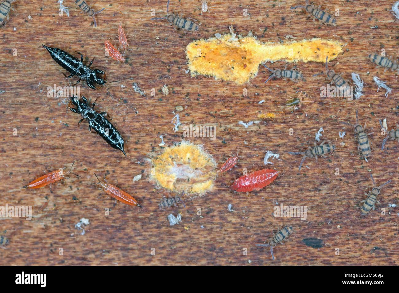 Les rebondies et les thrips, les adultes noirs et les nymphes rouges se nourrissant du mycélium sous l'écorce d'un arbre mort. Banque D'Images