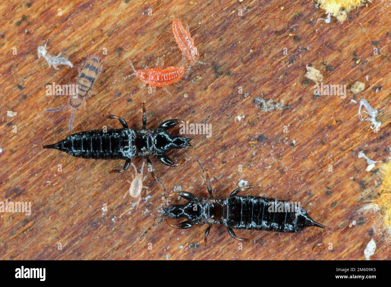 Les rebondies et les thrips, les adultes noirs et les nymphes rouges se nourrissant du mycélium sous l'écorce d'un arbre mort. Banque D'Images