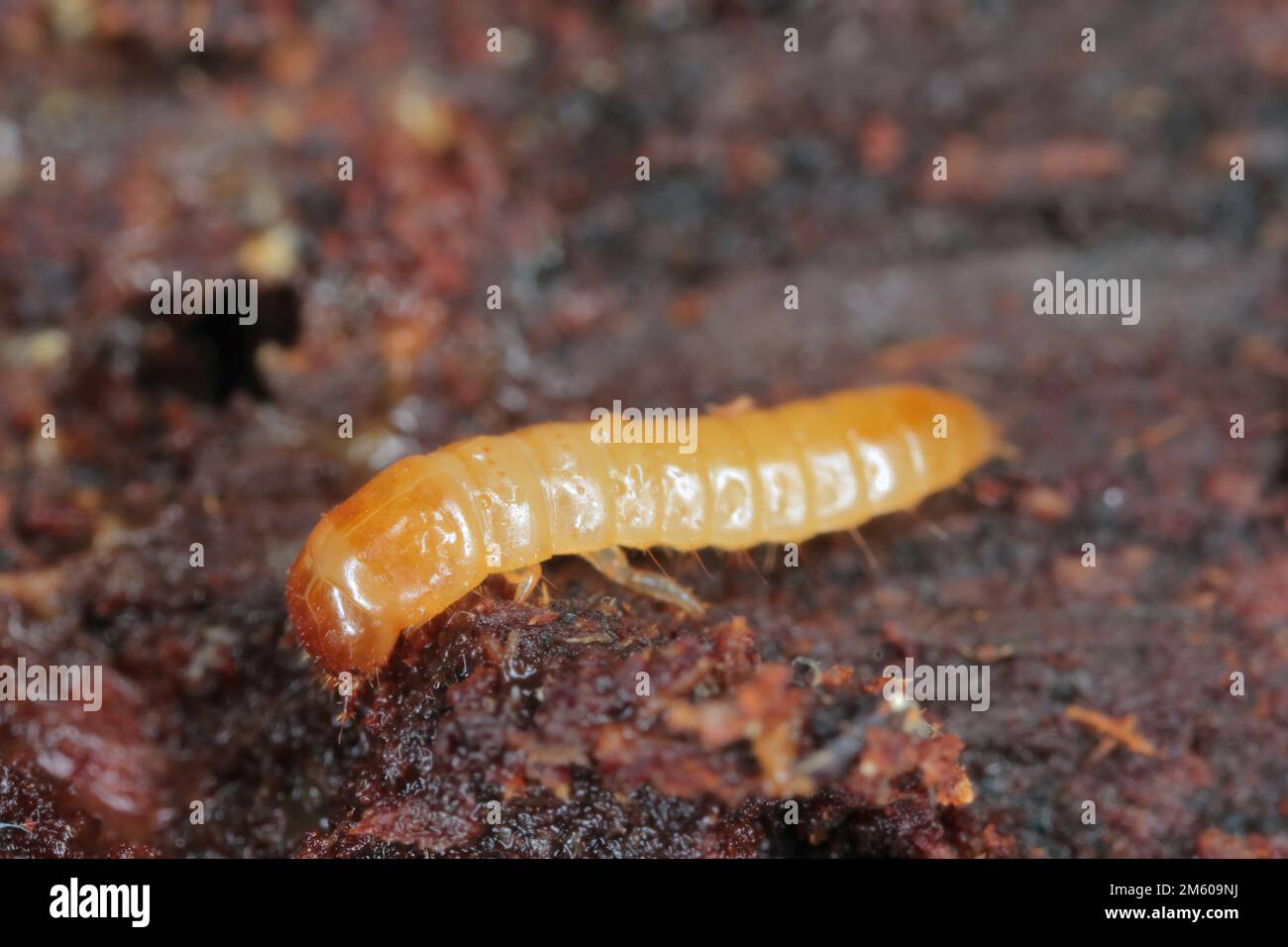 Une larve de la Béette de Darkling (Tenebrionidae) sous l'écorce d'un arbre mort. Banque D'Images Une larve de la Béette de Darkling (Tenebrionidae) sous l'écorce d'un arbre mort. Banque D'Images