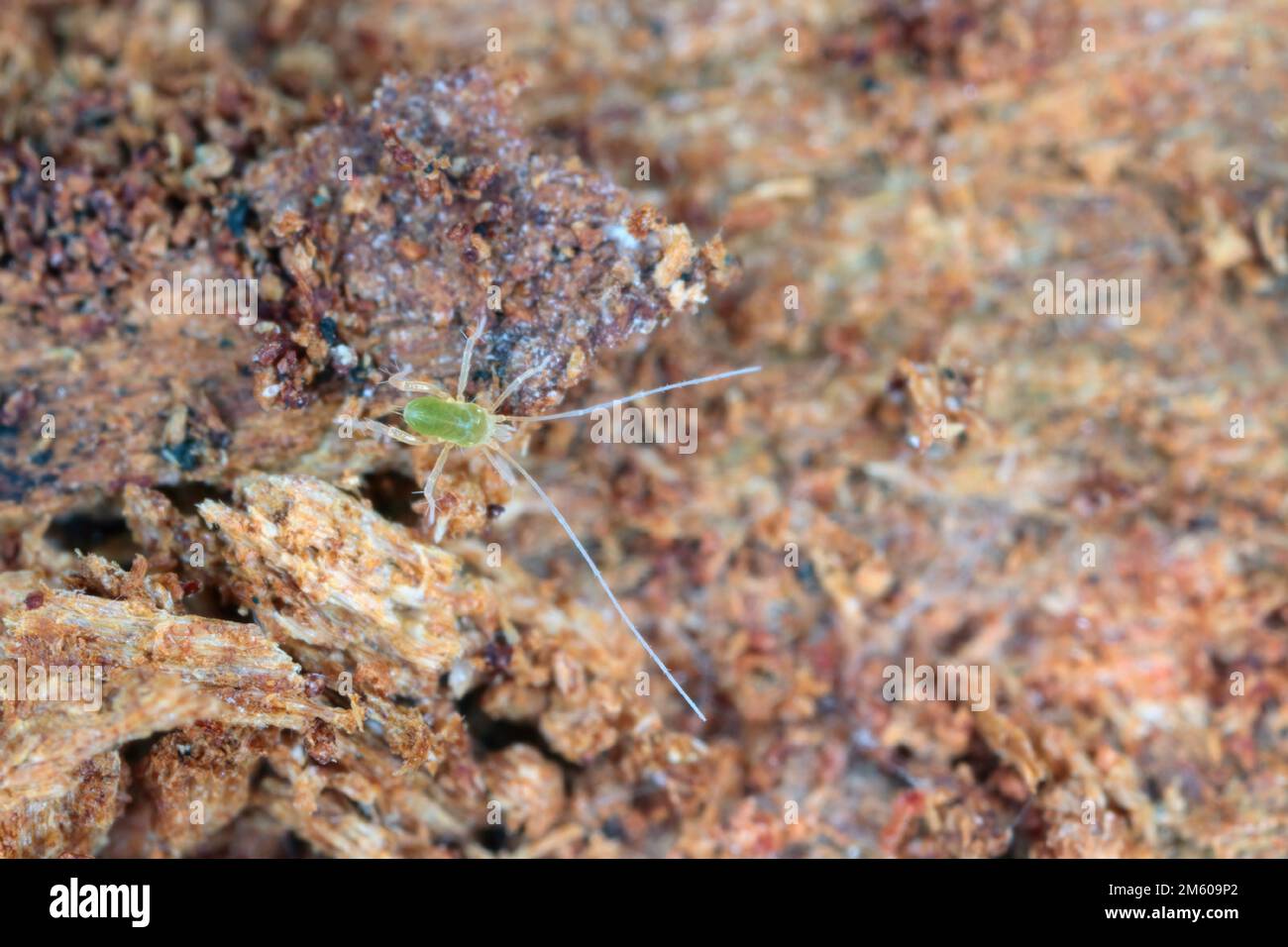 Linopode - linopodes motatorius, une créature vraiment petite d'acariens peut se produire dans la forêt. Un acarien d'araignée sous l'écorce d'un arbre. Banque D'Images