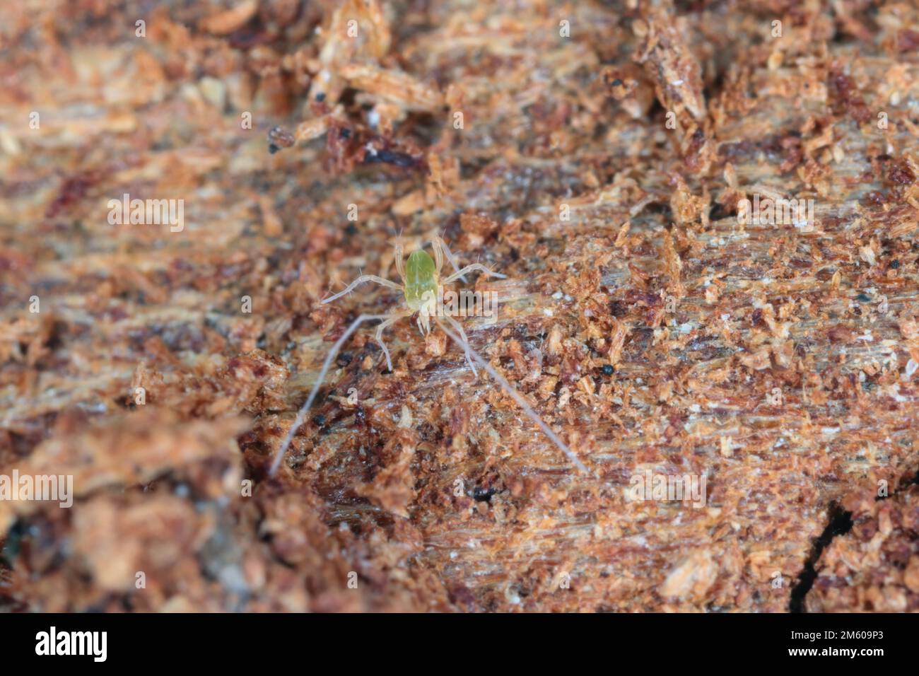 Linopode - linopodes motatorius, une créature vraiment petite d'acariens peut se produire dans la forêt. Un acarien d'araignée sous l'écorce d'un arbre. Banque D'Images