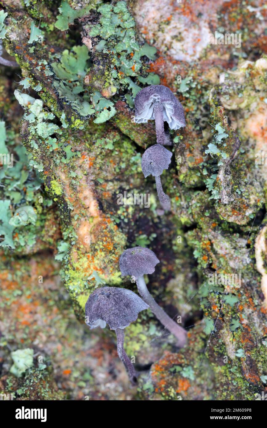 Champignon, champignon, le corps de fructification d'un champignon sur le bois. Banque D'Images