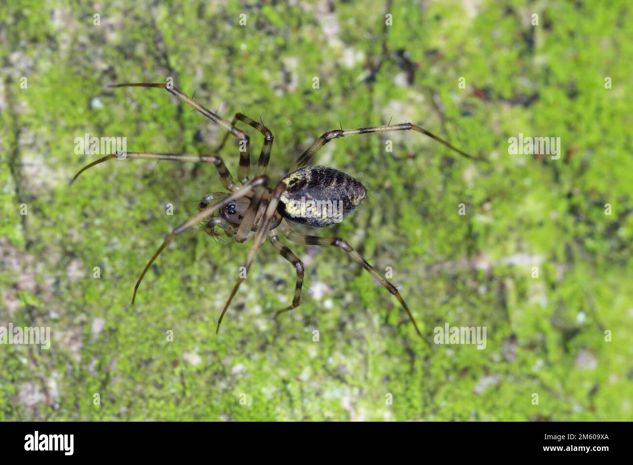 Une araignée forestière sur le bois d'un arbre. Un prédateur qui se nourrit d'autres petits invertébrés. Banque D'Images