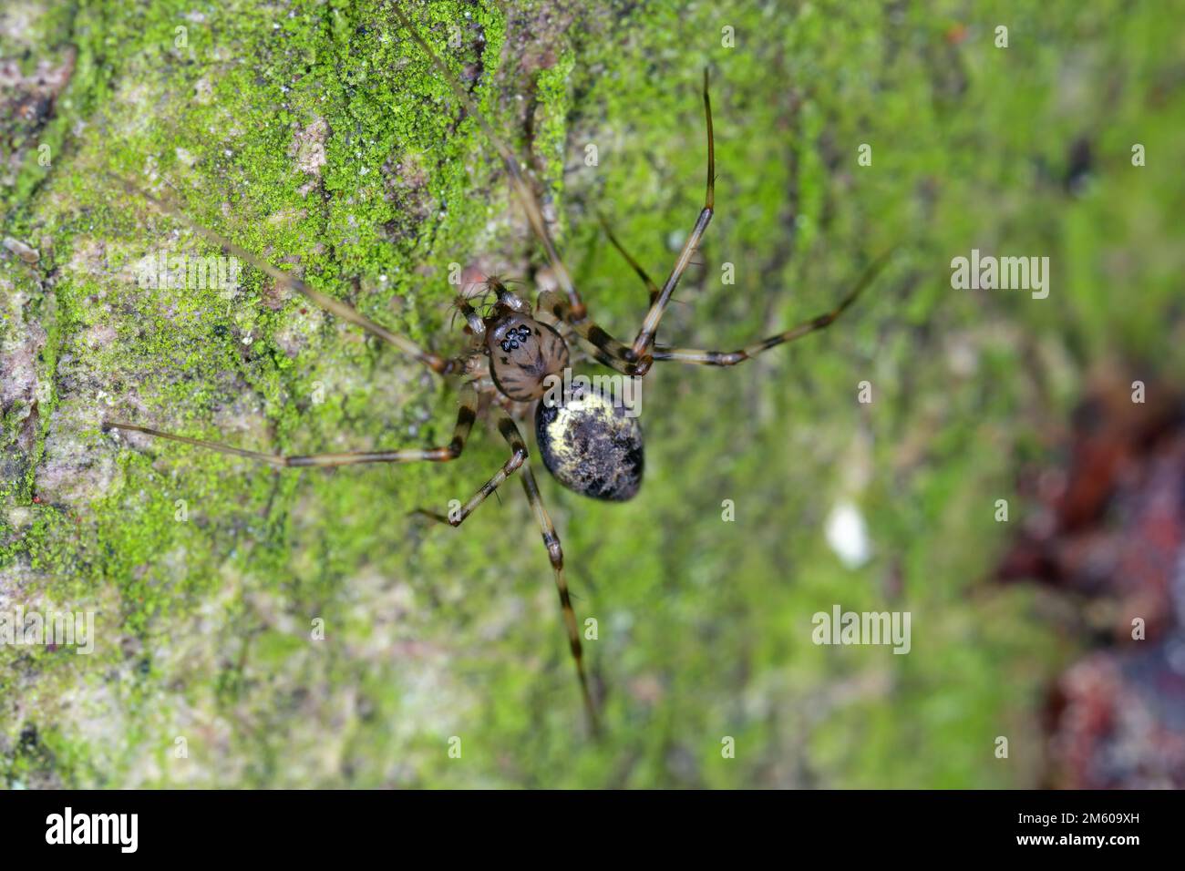 Une araignée forestière sur le bois d'un arbre. Un prédateur qui se nourrit d'autres petits invertébrés. Banque D'Images