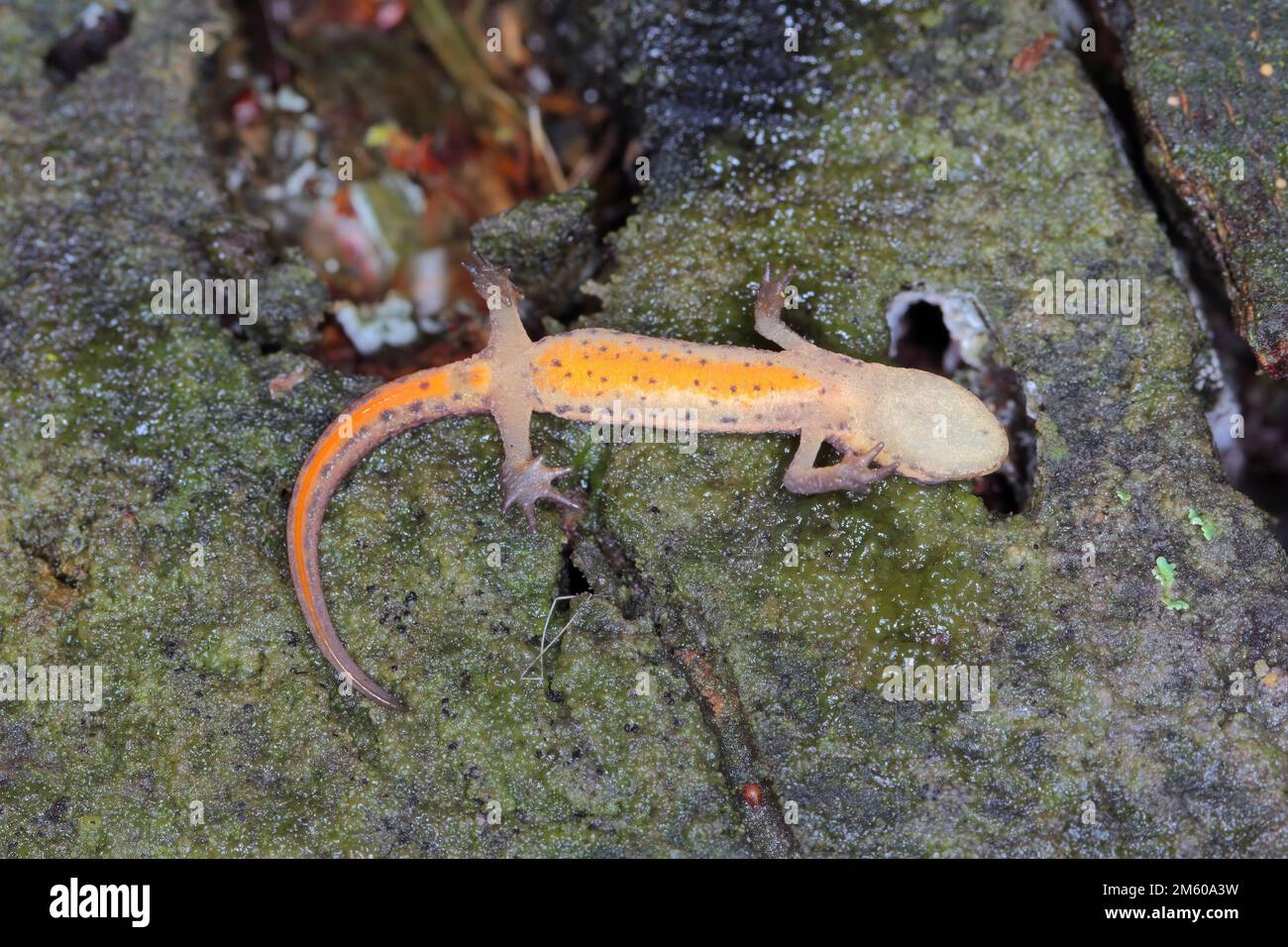 Lissotriton vulgaris, connu sous le nom de newt lisse ou de newt commun. Il montre un abdomen de couleur vive. Banque D'Images