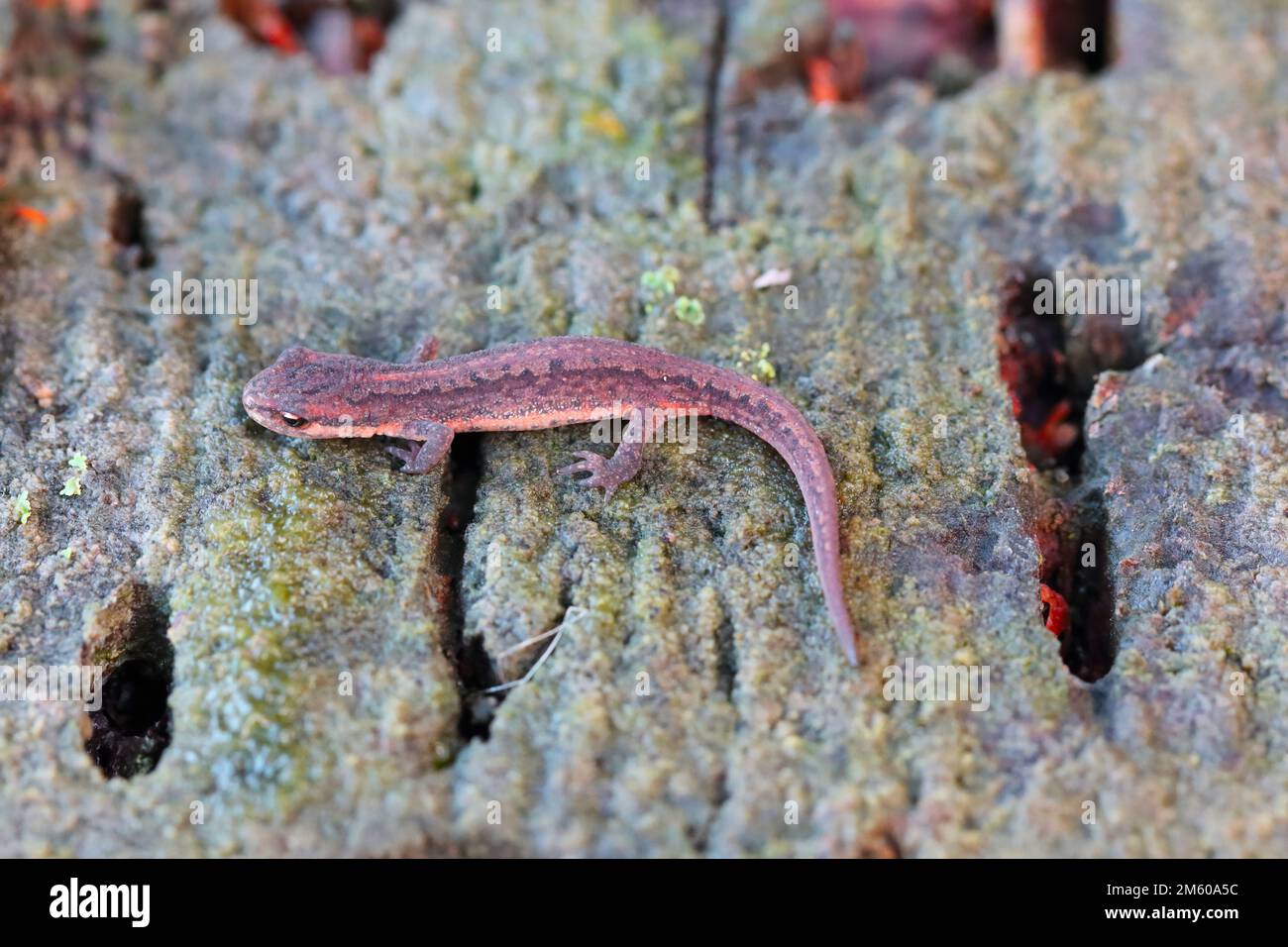 Lissotriton vulgaris, connu sous le nom de newt lisse ou de newt commun. Un individu à la recherche d'un endroit pour passer l'hiver dans la litière forestière. Banque D'Images