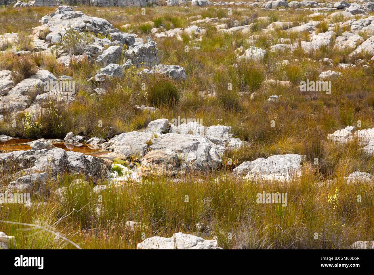 Paysage près de Porterville dans le Cap occidental de l'Afrique du Sud avec de l'eau, des buissons verts et des rochers Banque D'Images