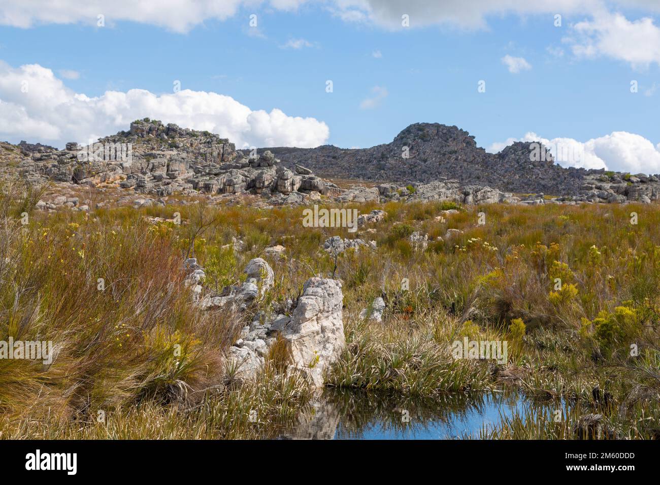 Paysage rocailleux du Cap occidental de l'Afrique du Sud Banque D'Images