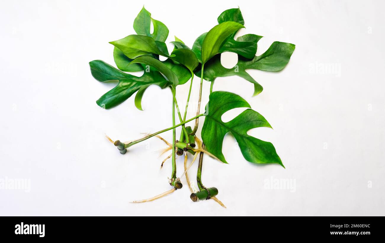 Propager la propagation des plantes de Rhapidophora tétrasperma (Mini Monstera) par boutures avec des racines au printemps Banque D'Images
