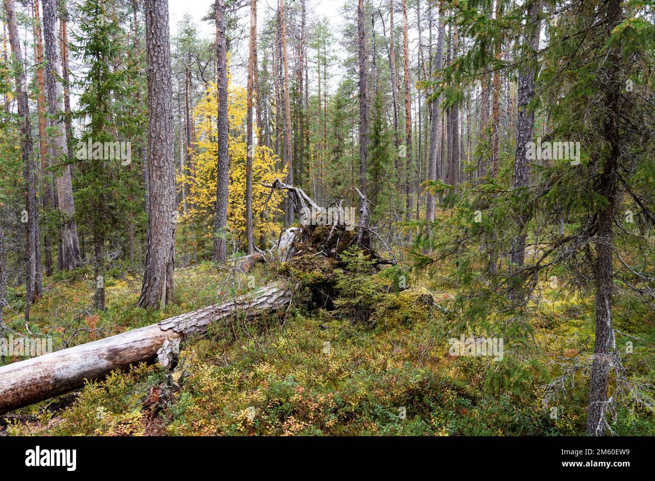 Une forêt vierge mixte de taïga avec bois mort sur le plancher de la forêt lors d'une soirée d'automne dans le parc national d'Oulanka, dans le nord de la Finlande Banque D'Images