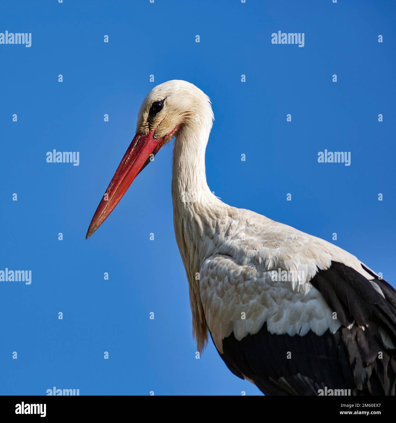 White Stork (Ciconia ciconia) en face du ciel bleu, cultivé, Stork Village Elbrinxen, Luegde, parc naturel Teutoburg Forêt d'Eggebirge, Allemagne Banque D'Images
